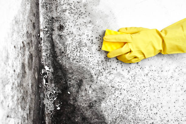 Best Same-Day Mold Removal  in Green Valley, AZ