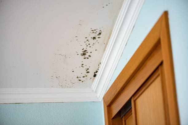 Best Toxic Mold Removal  in Green Valley, AZ