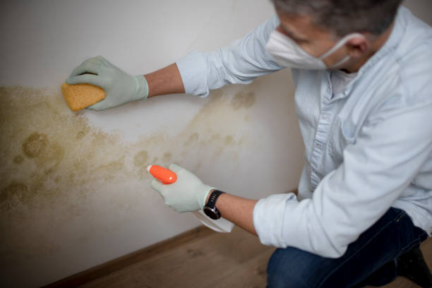 Best Mold Damage Repair  in Green Valley, AZ