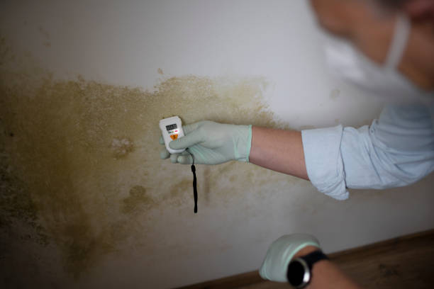 Best Crawl Space Mold Removal  in Green Valley, AZ