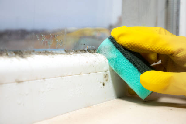 Best Same-Day Mold Removal  in Green Valley, AZ