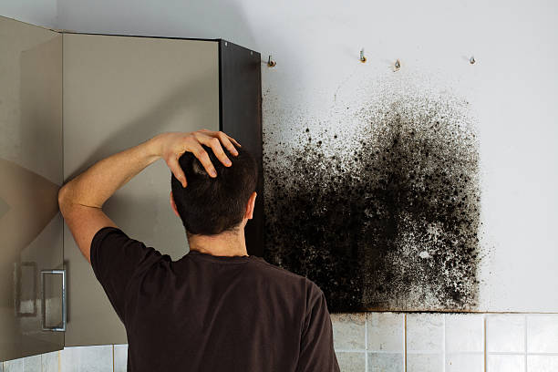 Best Affordable Mold Removal  in Green Valley, AZ