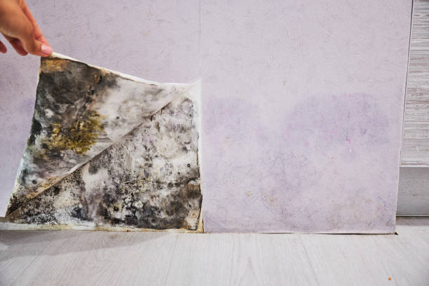 Best Certified Mold Removal  in Green Valley, AZ